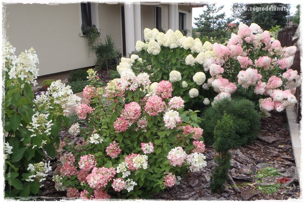 Jak zrobić sadzonki hortensji bukietowej 46