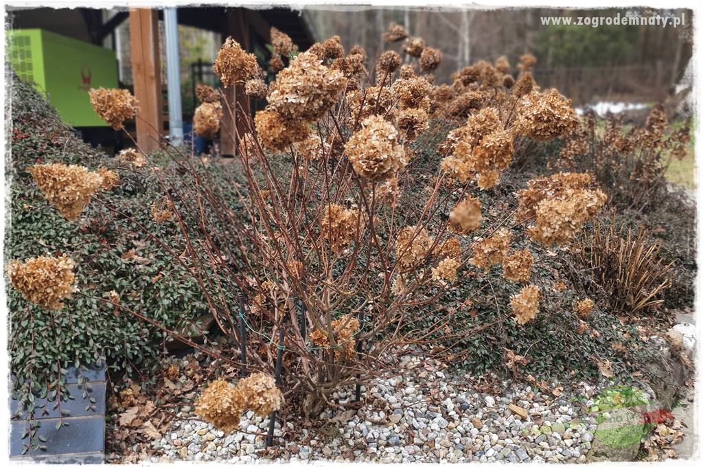 Jak zrobić sadzonki hortensji bukietowej 5