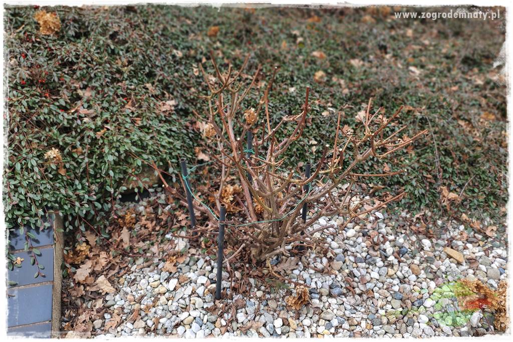 Jak zrobić sadzonki hortensji bukietowej 6