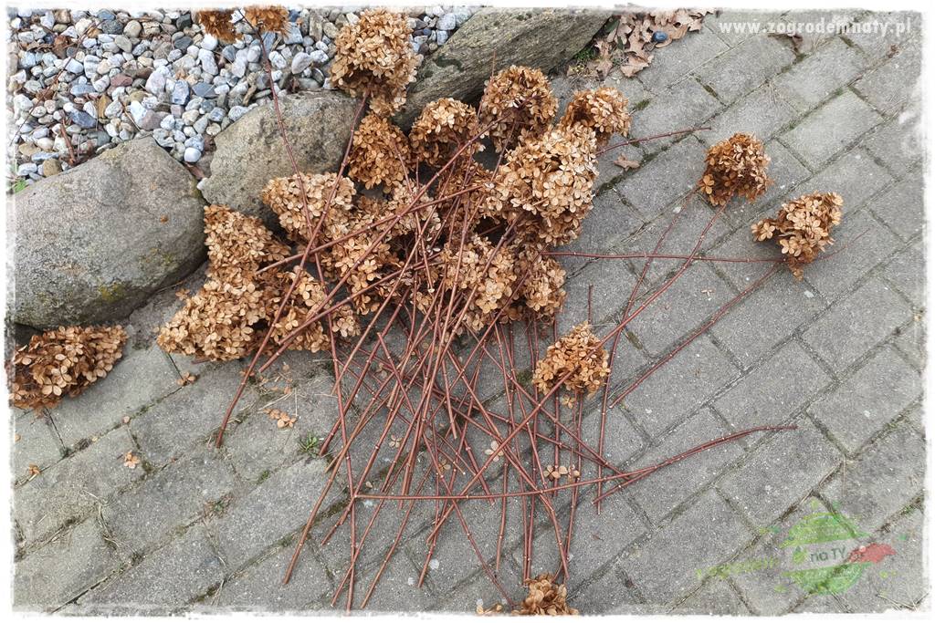 Jak zrobić sadzonki hortensji bukietowej 7