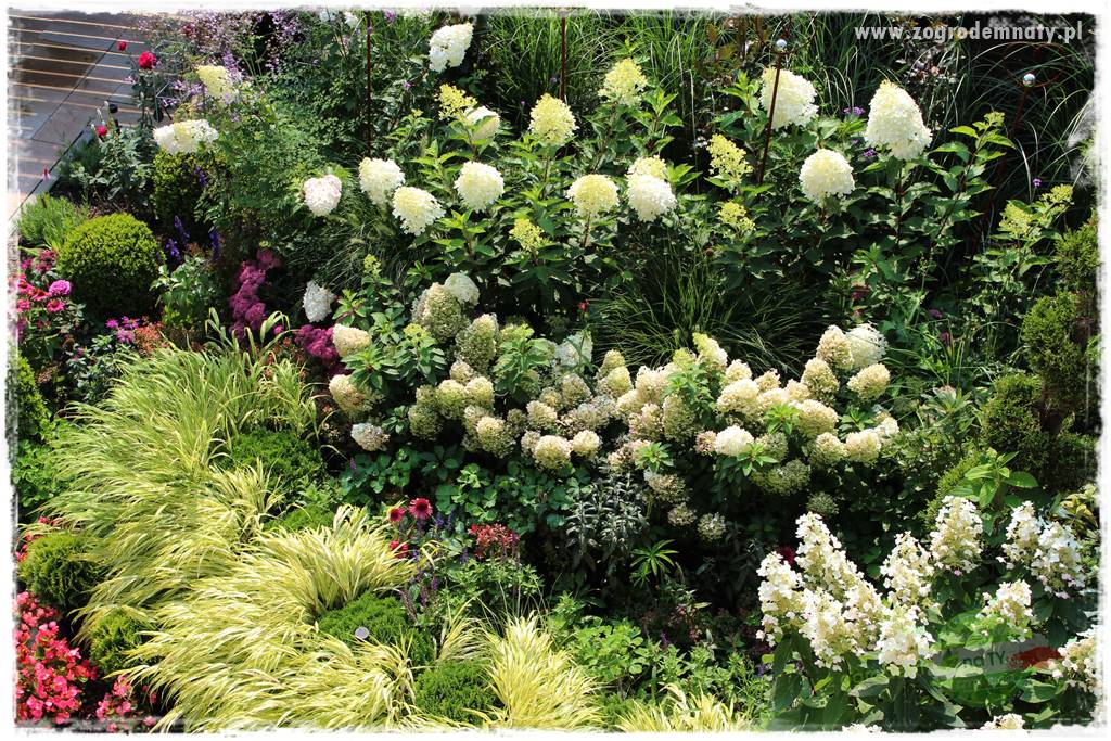 Jak zrobić sadzonki hortensji bukietowej 8