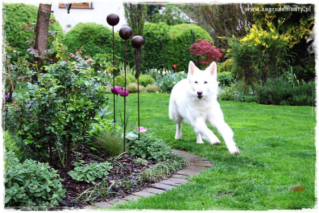 Pies w ogrodzie 1