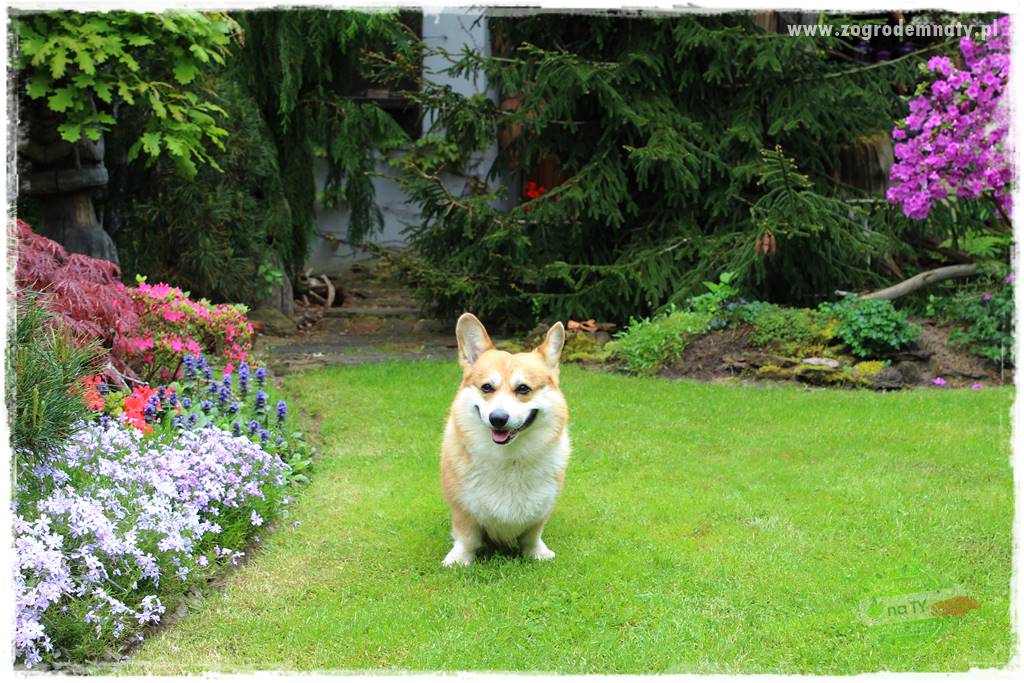 Pies w ogrodzie 14