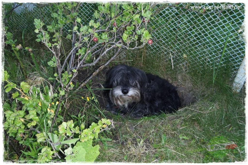 Pies w ogrodzie 18
