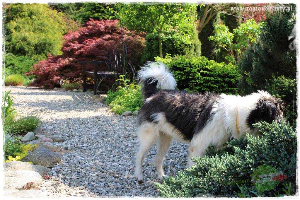 Pies w ogrodzie 22