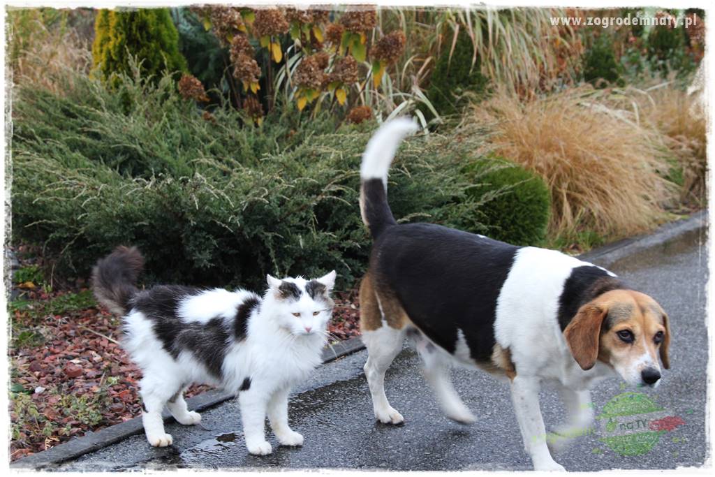 Pies w ogrodzie 25
