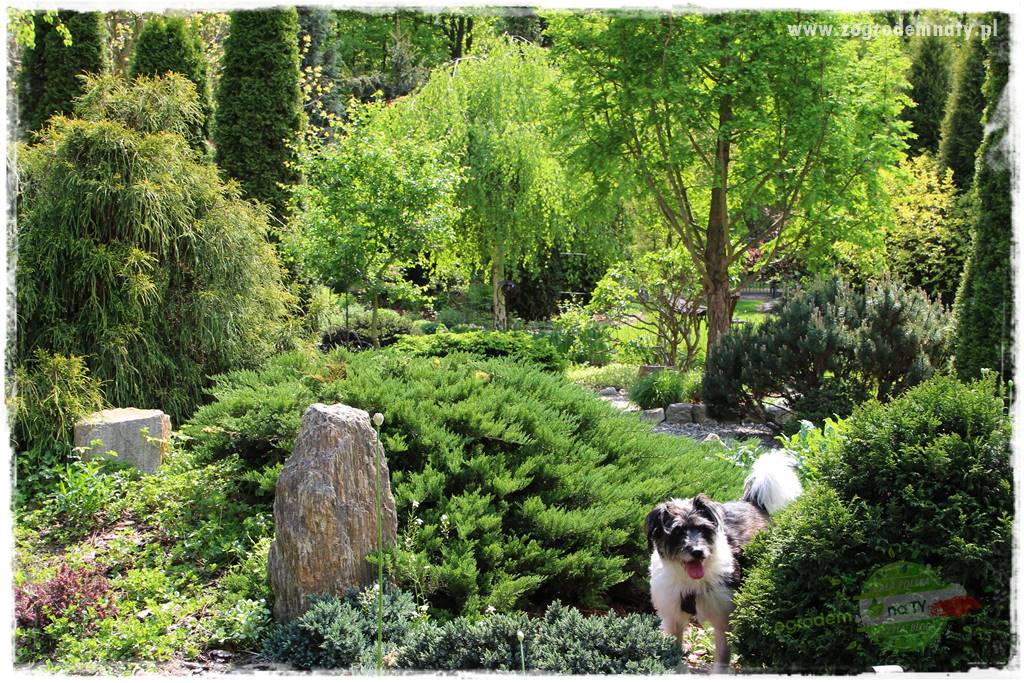 Pies w ogrodzie 26