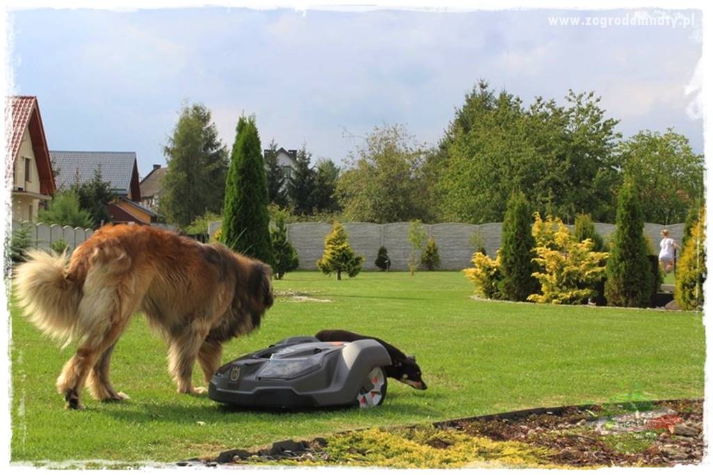Pies w ogrodzie 2a