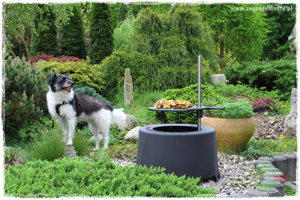 Pies w ogrodzie 3