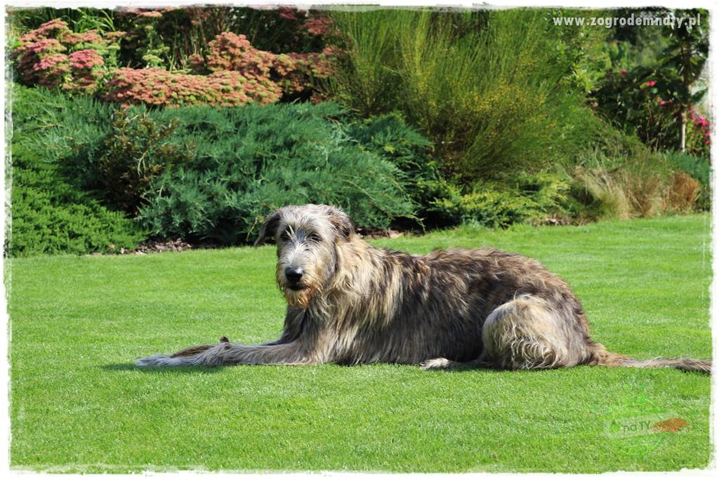 Pies w ogrodzie 33