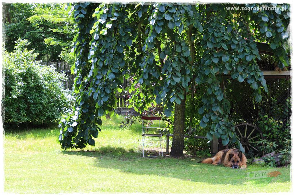 Pies w ogrodzie 38