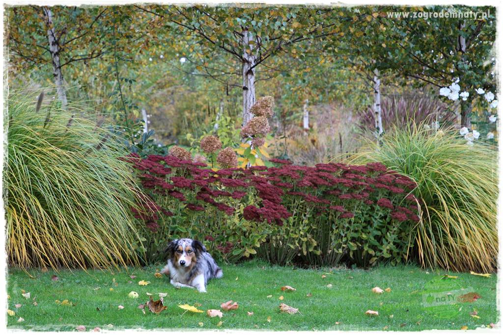 Pies w ogrodzie 39