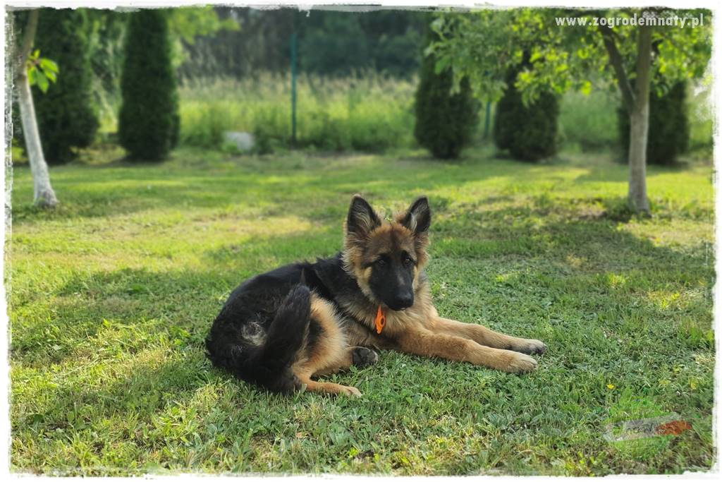 Pies w ogrodzie 4