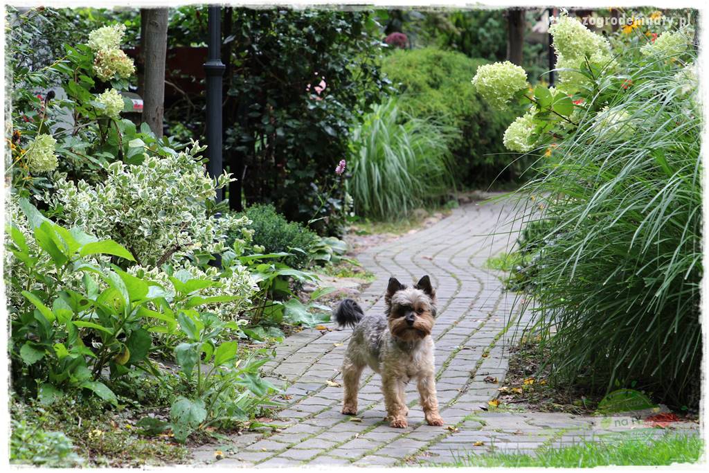 Pies w ogrodzie 40