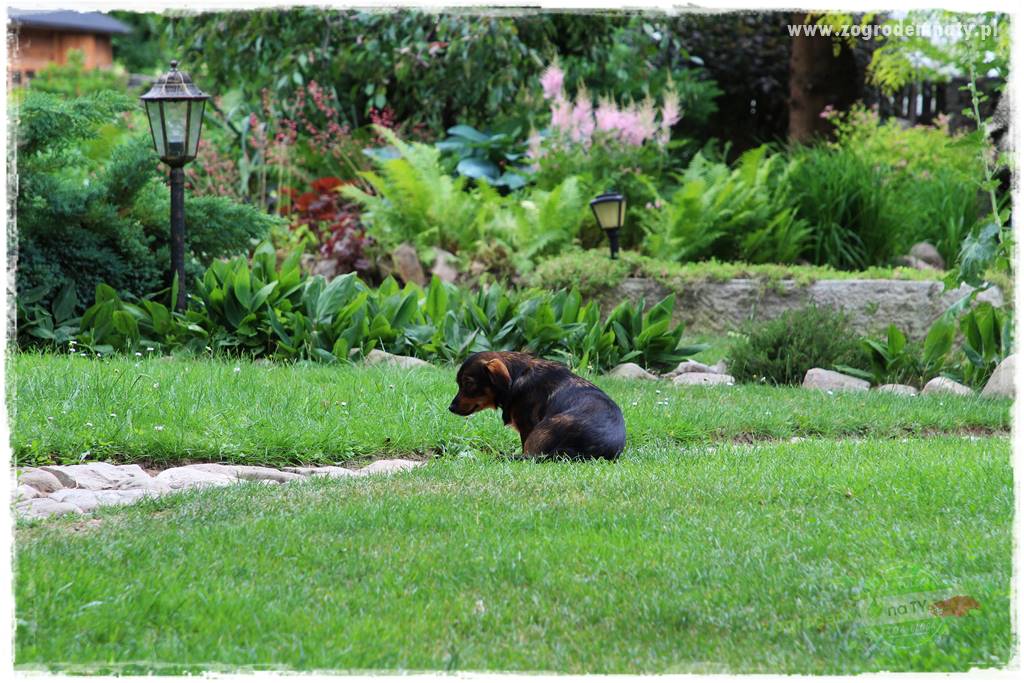 Pies w ogrodzie 41