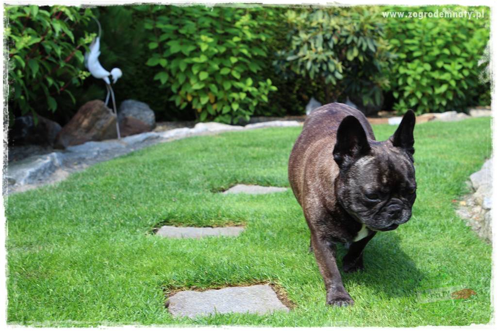Pies w ogrodzie 42