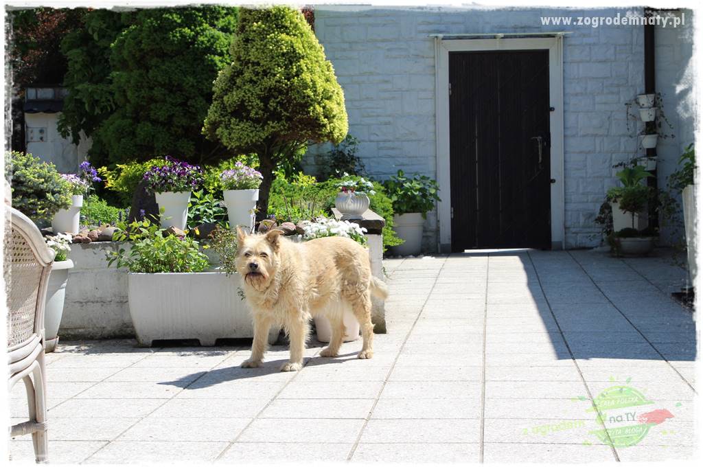 Pies w ogrodzie 45