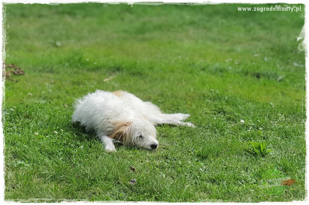 Pies w ogrodzie 46
