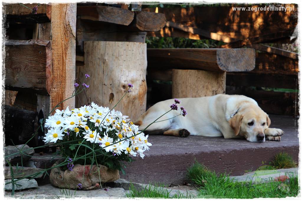 Pies w ogrodzie 48