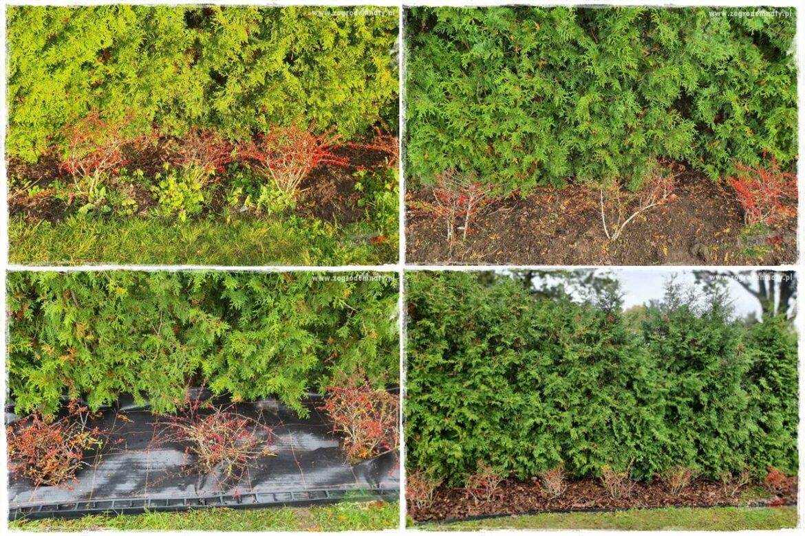 Ściółkowanie zarośniętej rabaty 0