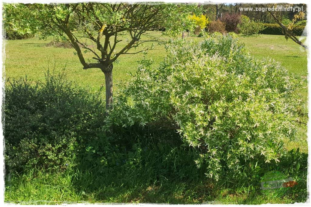 Ściółkowanie zarośniętej rabaty 1