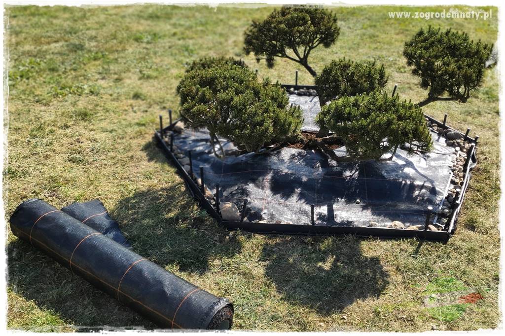 Ściółkowanie zarośniętej rabaty 11