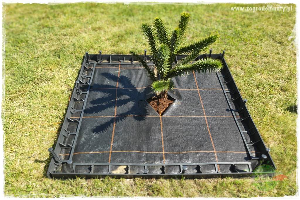 Ściółkowanie zarośniętej rabaty 16