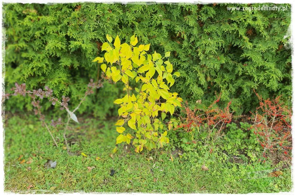Ściółkowanie zarośniętej rabaty 17
