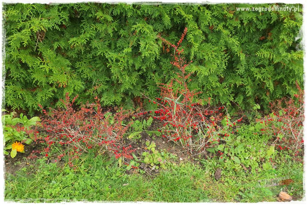 Ściółkowanie zarośniętej rabaty 18