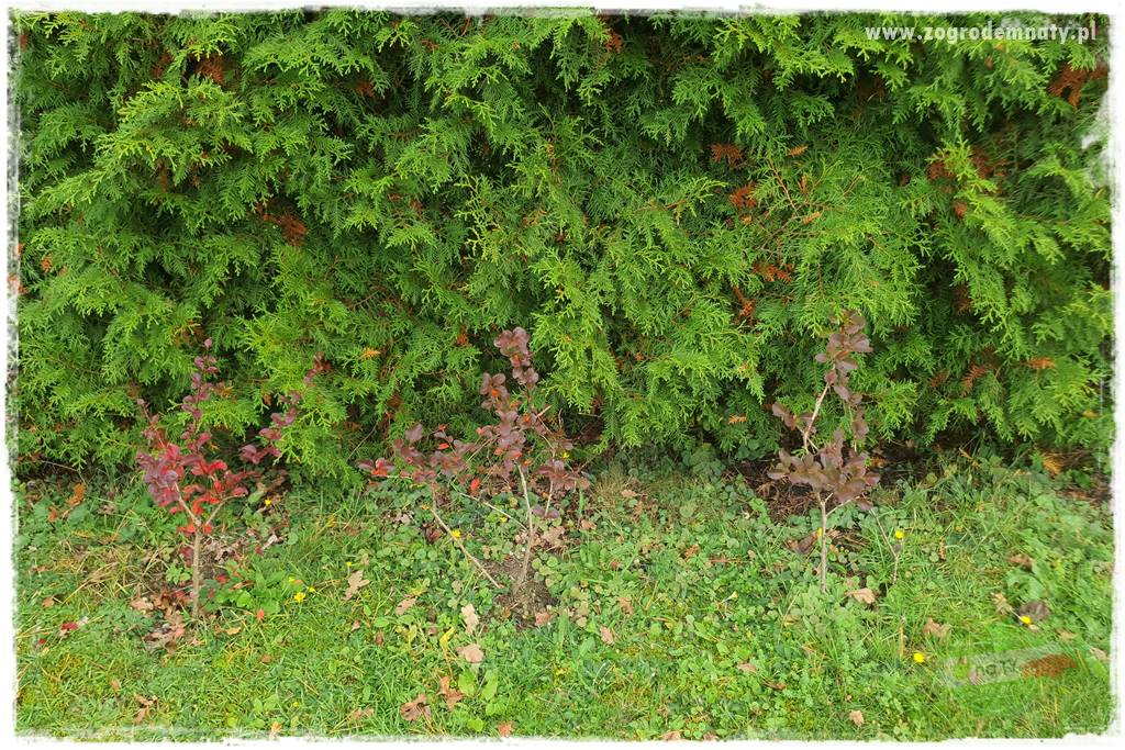 Ściółkowanie zarośniętej rabaty 19