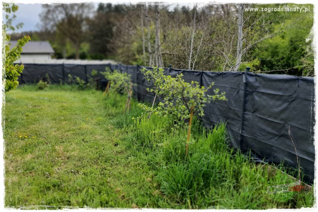 Ściółkowanie zarośniętej rabaty 2