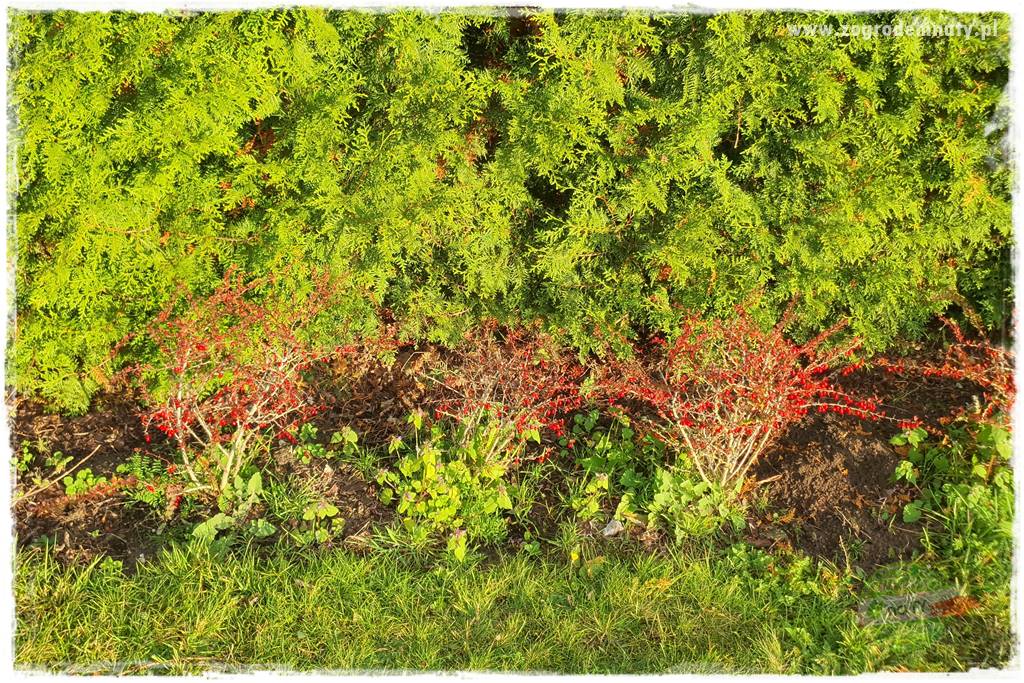 Ściółkowanie zarośniętej rabaty 20