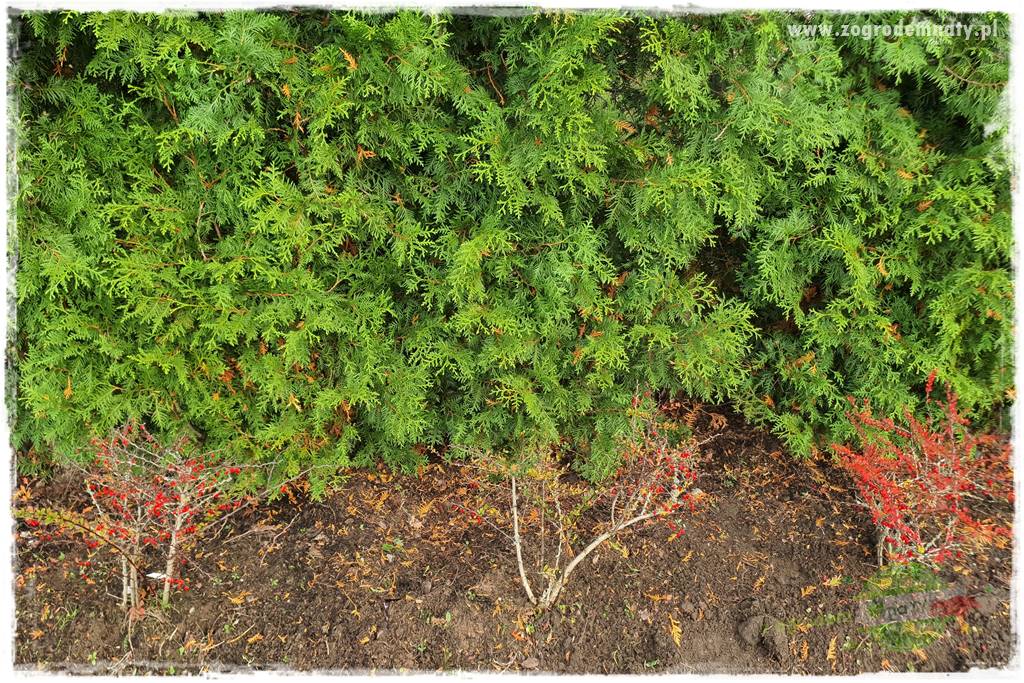 Ściółkowanie zarośniętej rabaty 21