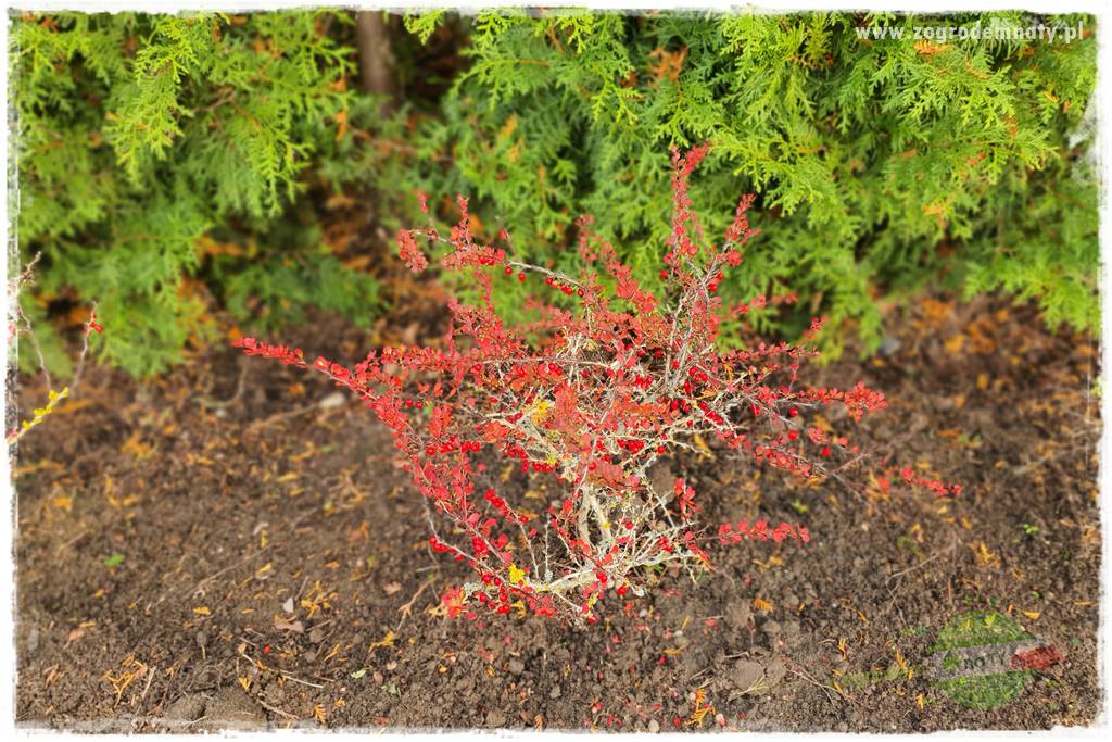 Ściółkowanie zarośniętej rabaty 22