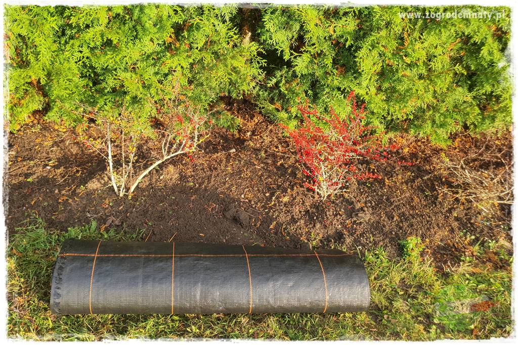 Ściółkowanie zarośniętej rabaty 23