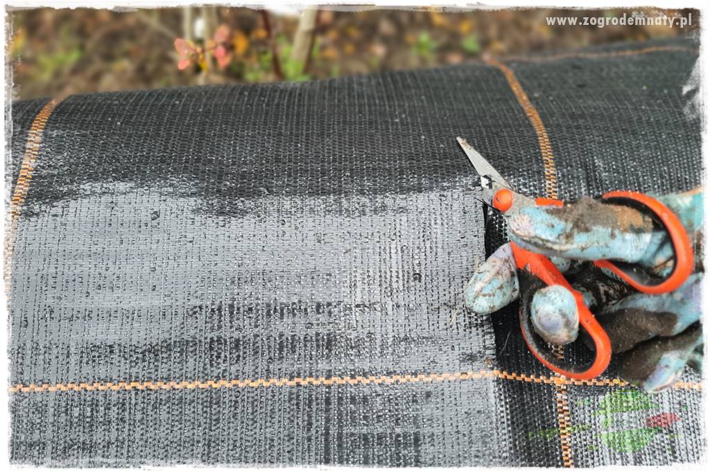 Ściółkowanie zarośniętej rabaty 26