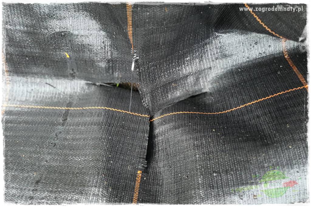 Ściółkowanie zarośniętej rabaty 27