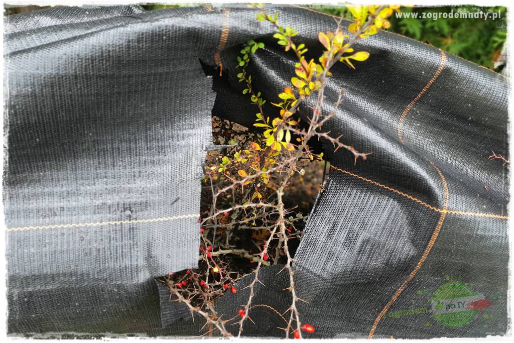 Ściółkowanie zarośniętej rabaty 28