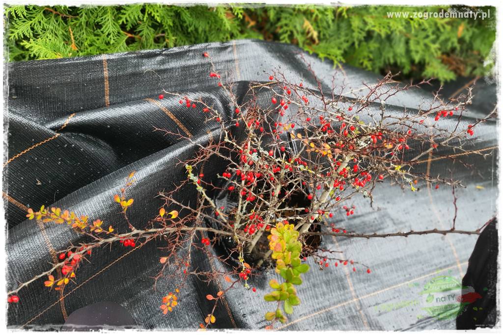 Ściółkowanie zarośniętej rabaty 29