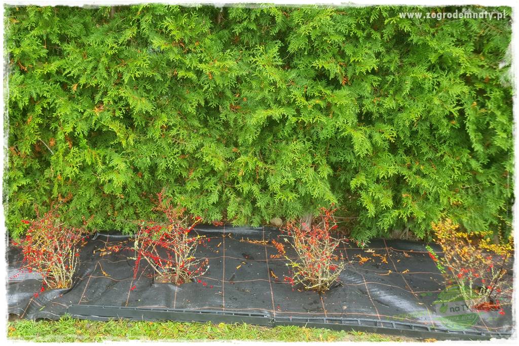 Ściółkowanie zarośniętej rabaty 31