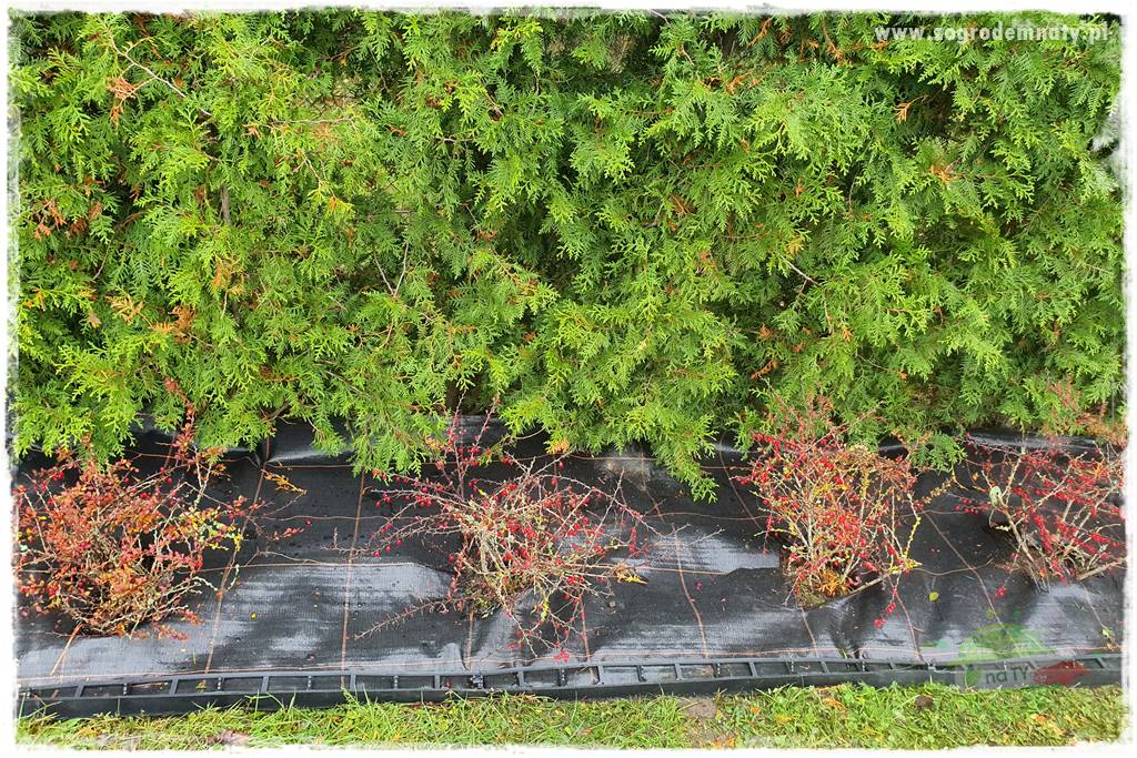 Ściółkowanie zarośniętej rabaty 35