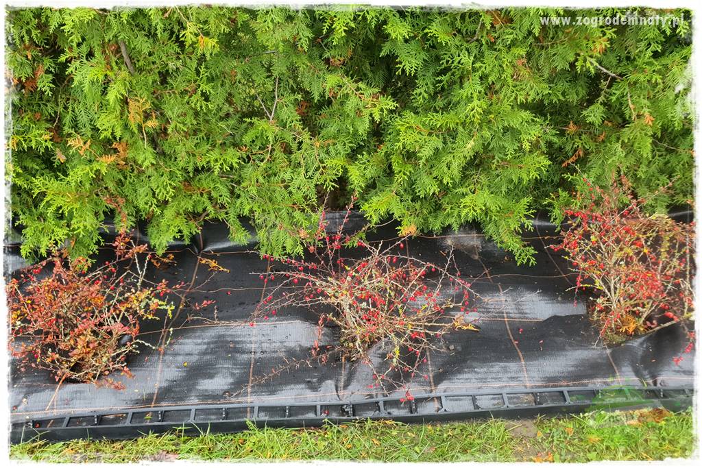 Ściółkowanie zarośniętej rabaty 37