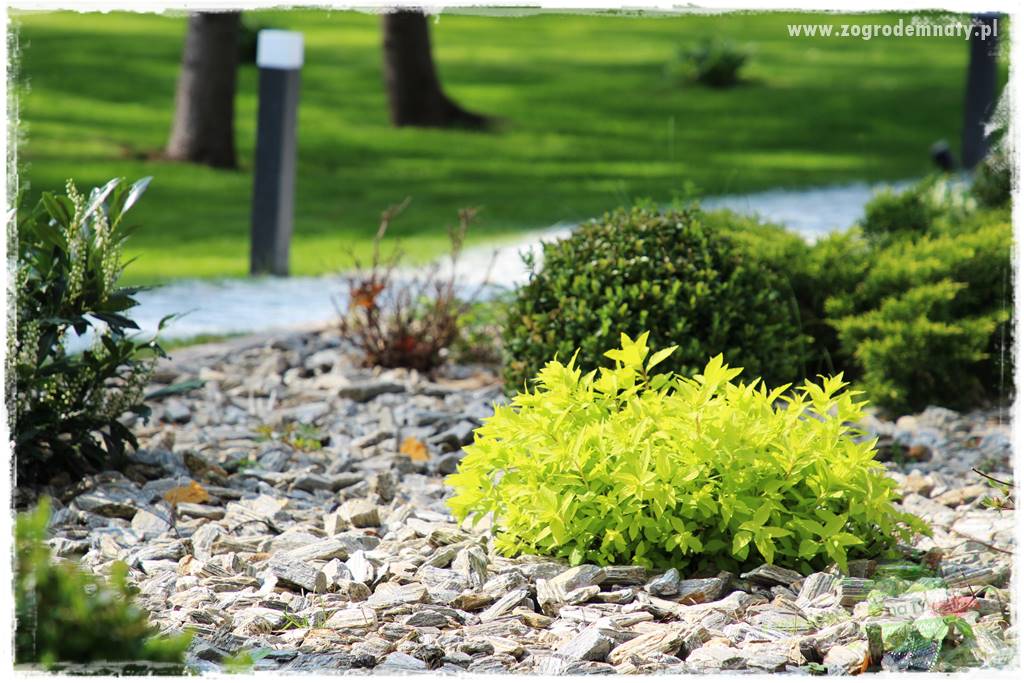 Ściółkowanie zarośniętej rabaty 39