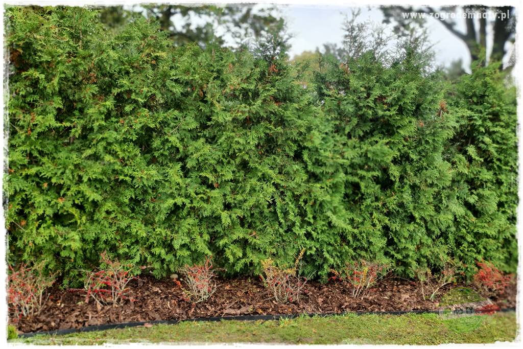 Ściółkowanie zarośniętej rabaty 42