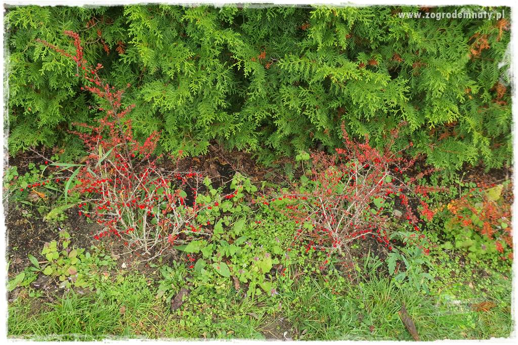 Ściółkowanie zarośniętej rabaty 7
