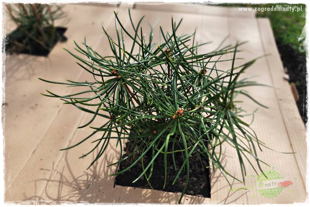 Ściółkowanie zarośniętej rabaty 9