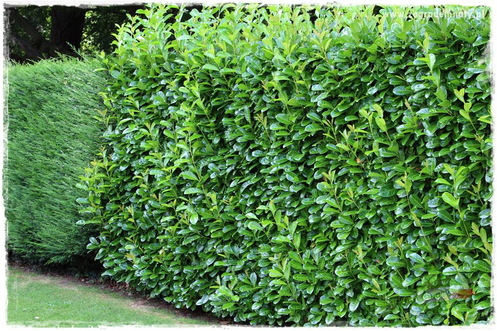 Zaciszne zakątki w ogrodzie 36