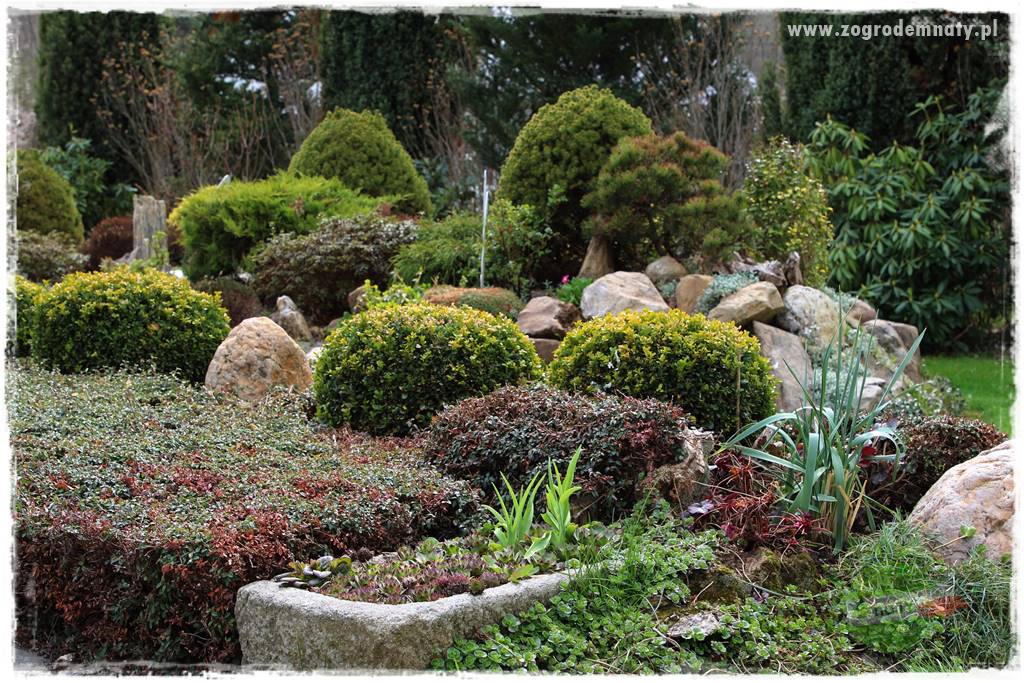 Świąteczne siedlisko 312