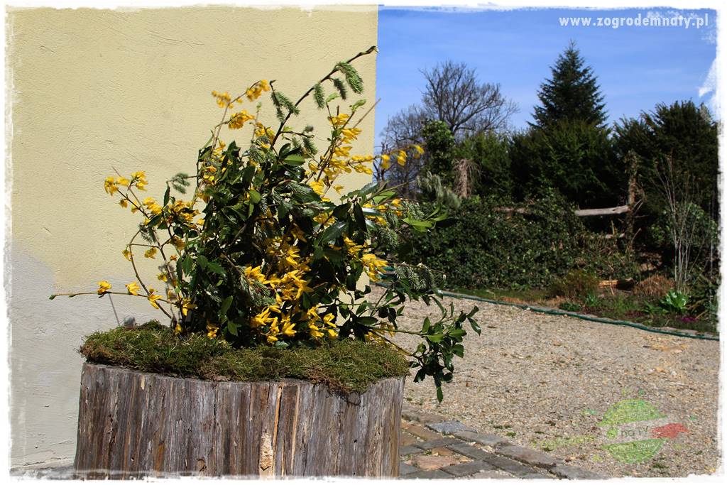 Świąteczne siedlisko 315