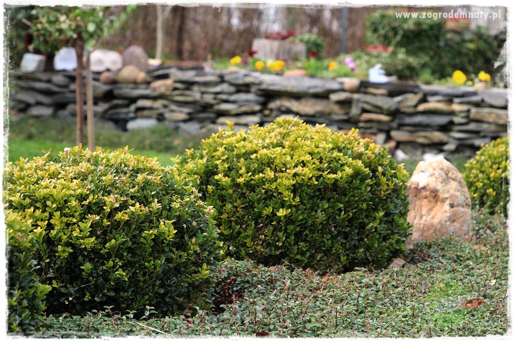 Świąteczne siedlisko 321